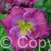 Hemerocallis Lavender Blue Baby