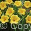 Hemerocallis Mini Stella