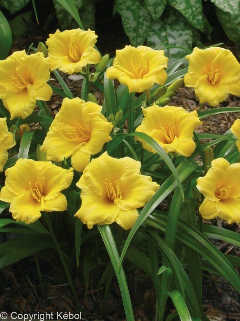 Hemerocallis Mini Stella
