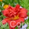 Hemerocallis Moses' Fire