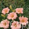 Hemerocallis On and On