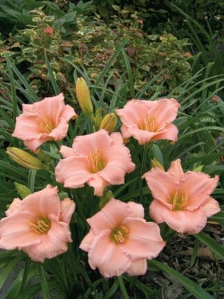 Hemerocallis On and On - case