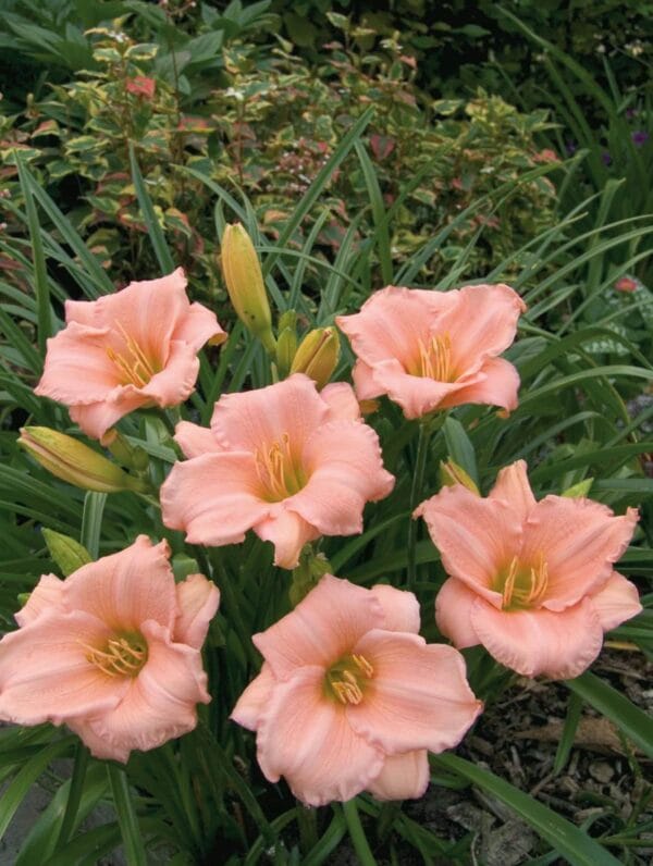Hemerocallis On and On - case