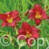 Hemerocallis Pardon Me