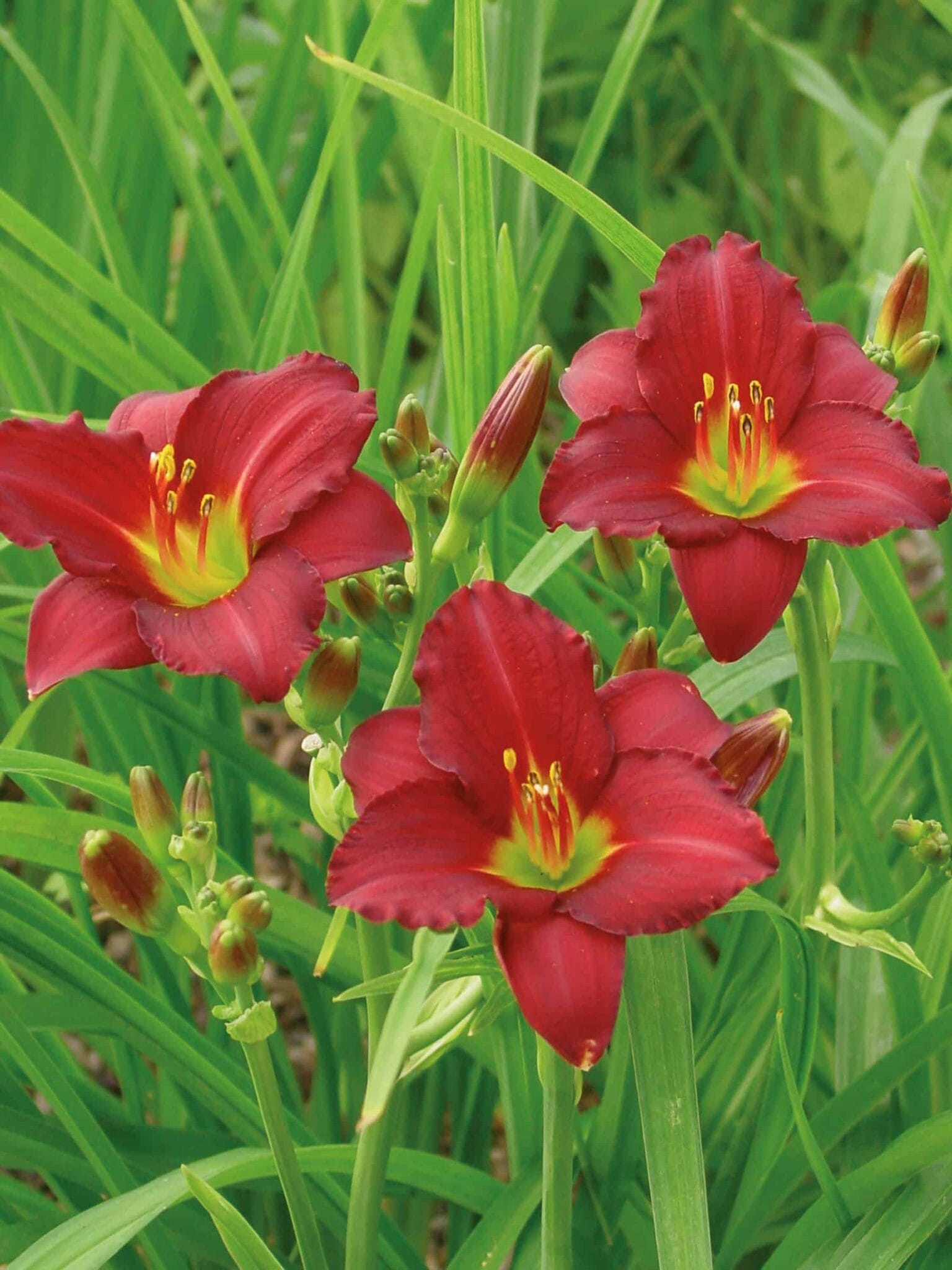 Hemerocallis Pardon Me