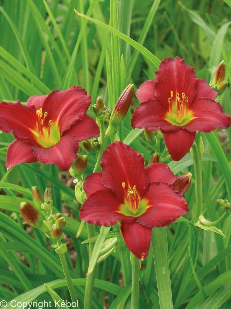 Hemerocallis Pardon Me