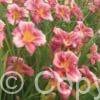 Hemerocallis Rosy Returns