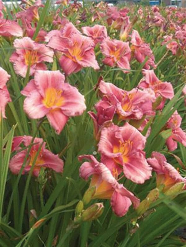 Hemerocallis Rosy Returns - case