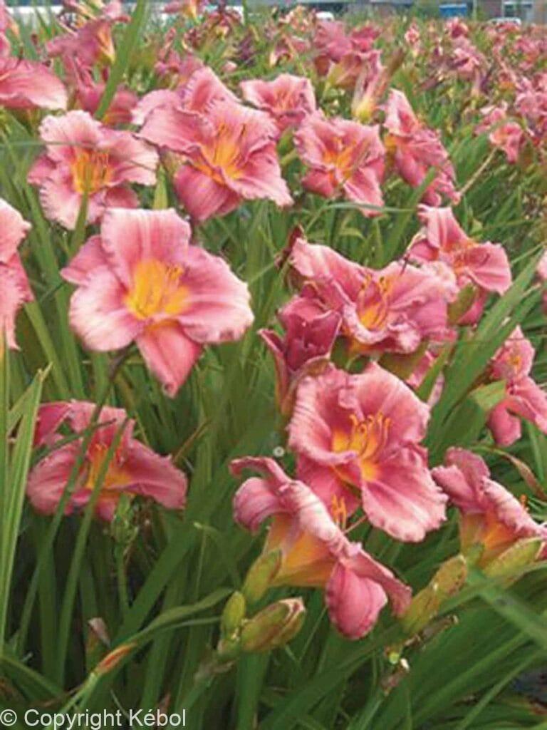 Hemerocallis Rosy Returns