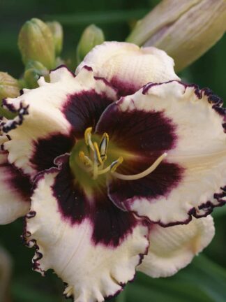 Hemerocallis Sabine Bauer