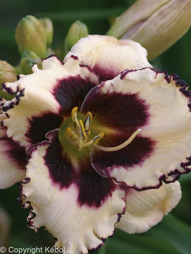 Hemerocallis Sabine Bauer