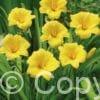 Hemerocallis Stella de Oro