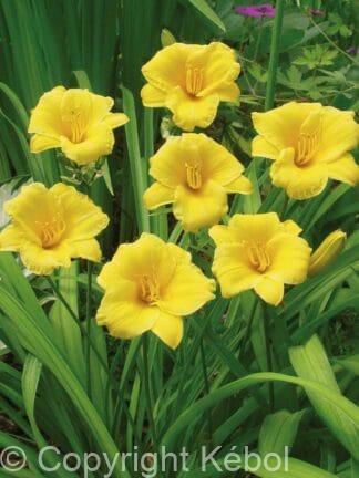 Hemerocallis Stella de Oro - bag