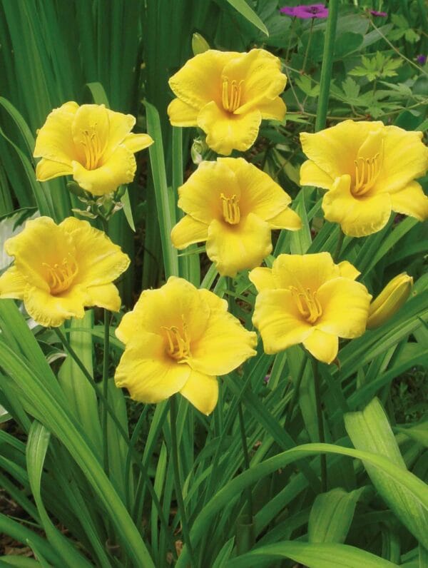 Hemerocallis Stella de Oro - bag