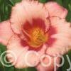 Hemerocallis Strawberry Candy