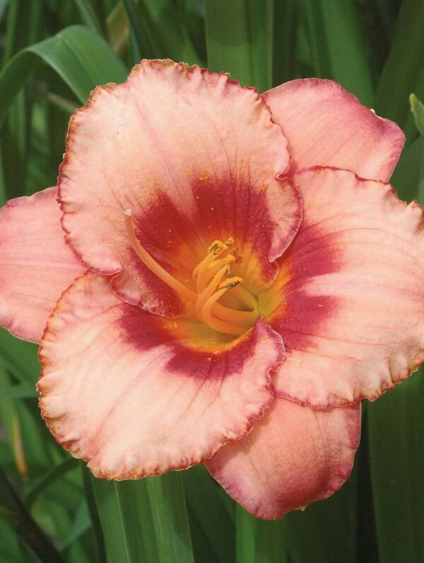 Hemerocallis Strawberry Candy