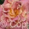 Hemerocallis Venetian Fringe