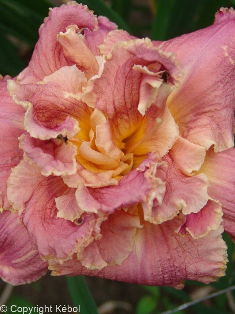 Hemerocallis Venetian Fringe