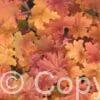 Heuchera Caramel