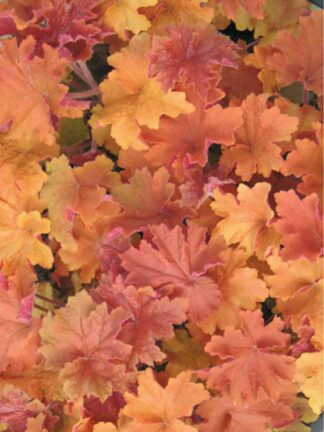 Heuchera Caramel