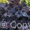 Heuchera Obsidian