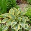 Hosta Alvatine Taylor