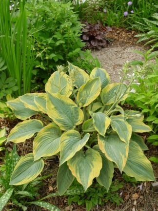 Hosta Alvatine Taylor