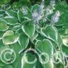 Hosta Antioch