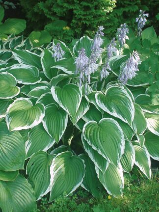Hosta Antioch