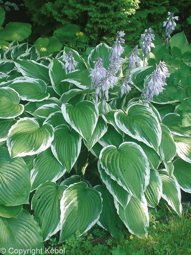 Hosta Antioch