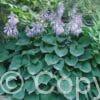 Hosta Blue Cadet
