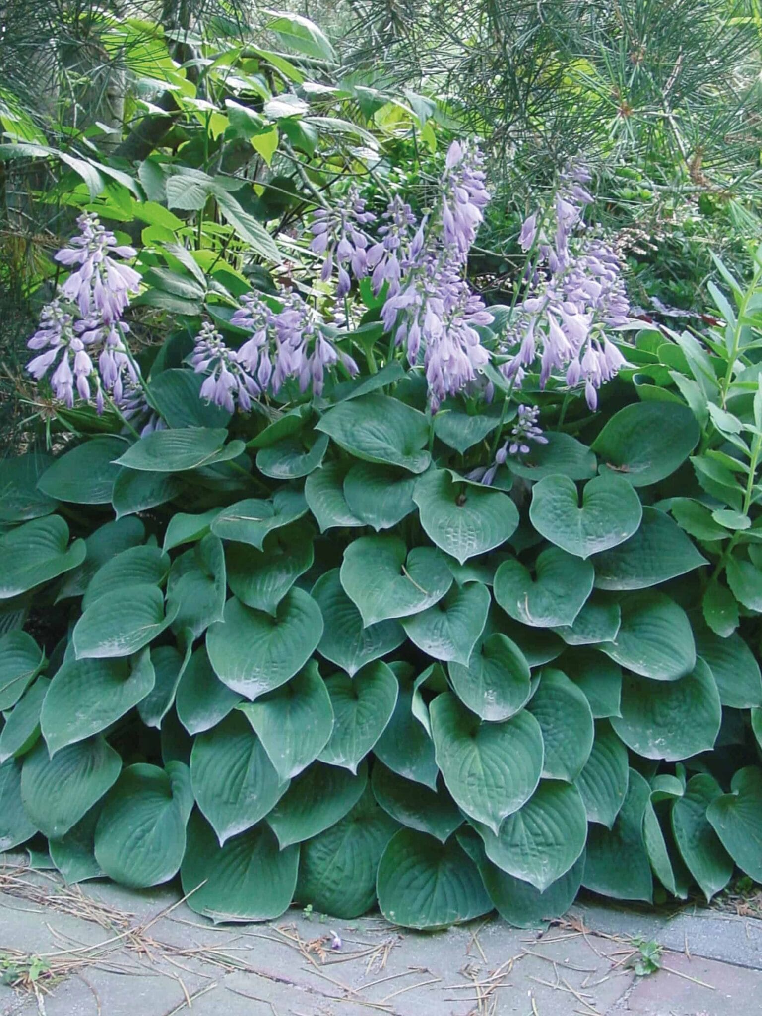 Hosta Blue Cadet