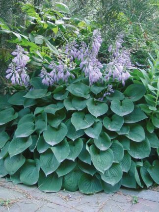 Hosta Blue Cadet