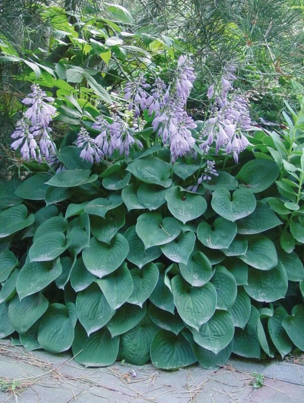 Hosta Blue Cadet - case