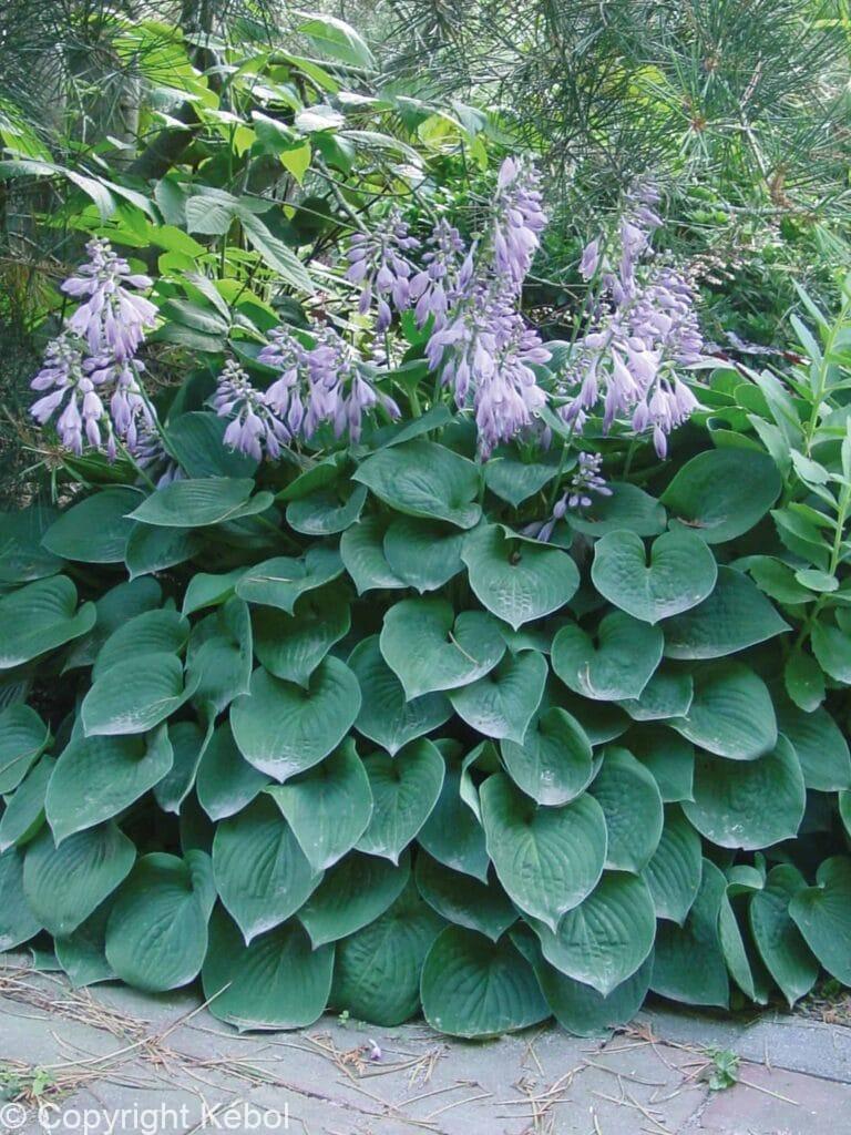 Hosta Blue Cadet