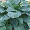 Hosta Blue Vision