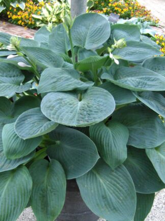 Hosta Blue Vision