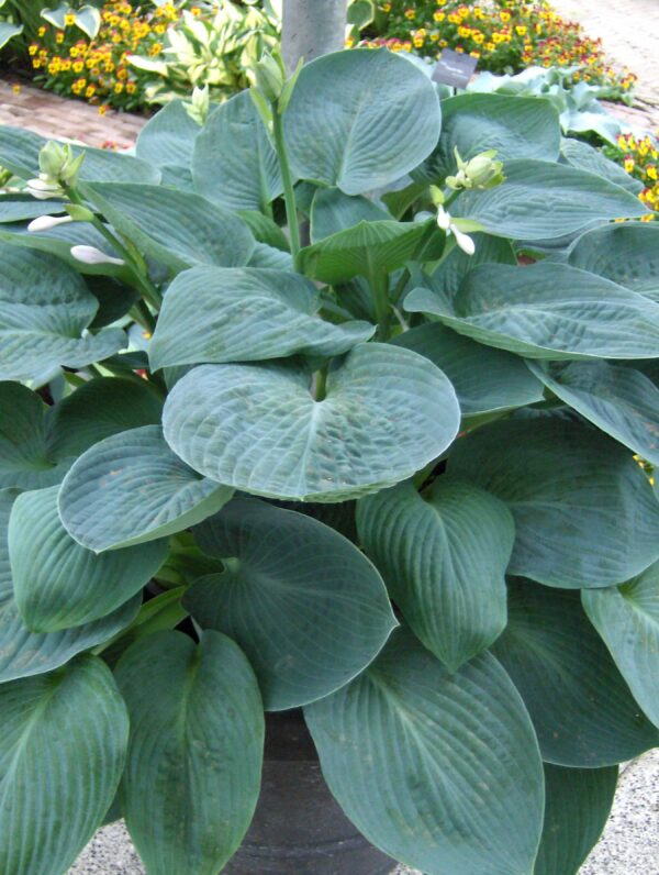 Hosta Blue Vision