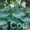 Hosta Bressingham Blue
