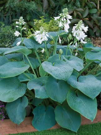 Hosta Bressingham Blue