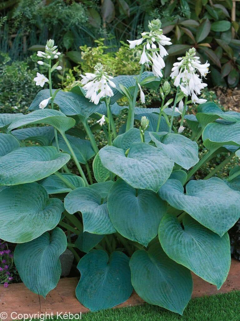 Hosta Bressingham Blue