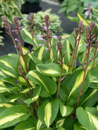 Hosta Broad Street