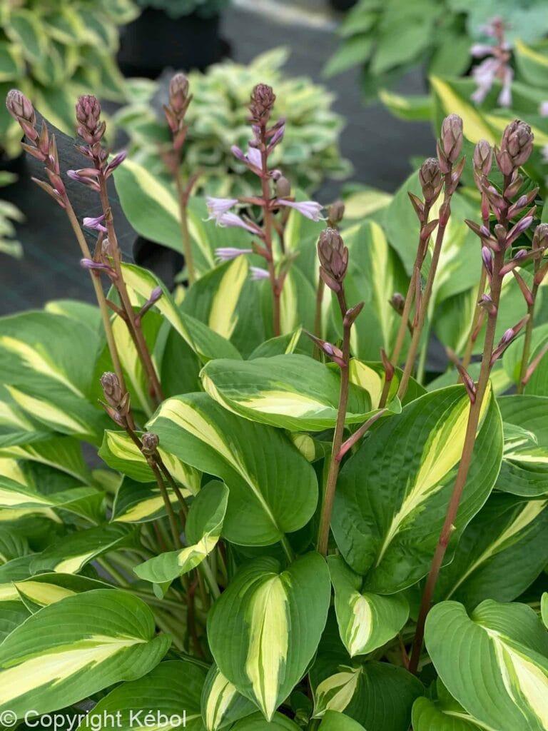 Hosta Broad Street