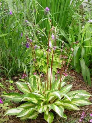 Hosta Cherry Berry
