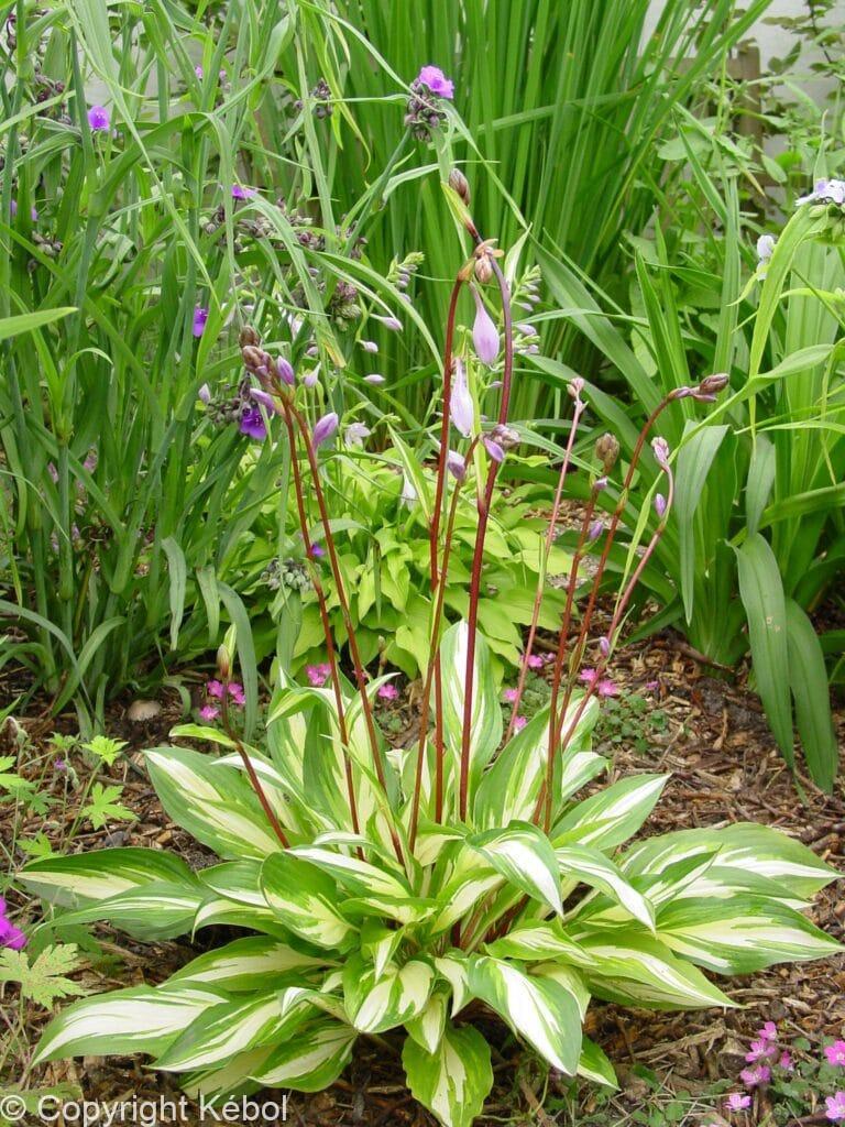 Hosta Cherry Berry