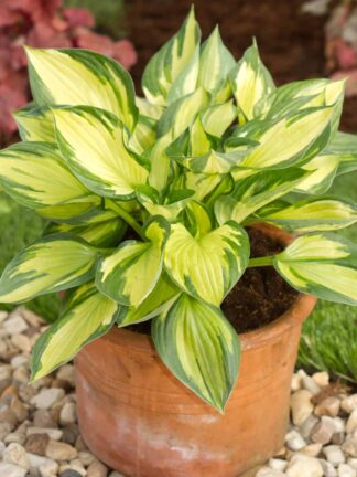 Hosta Colored Hulk