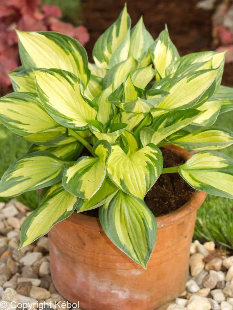 Hosta Coloured Hulk