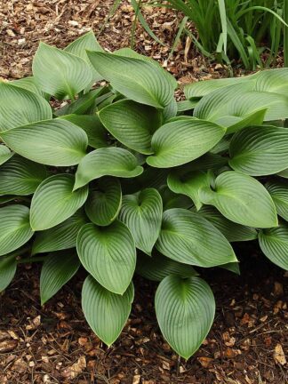 Hosta Devon Green