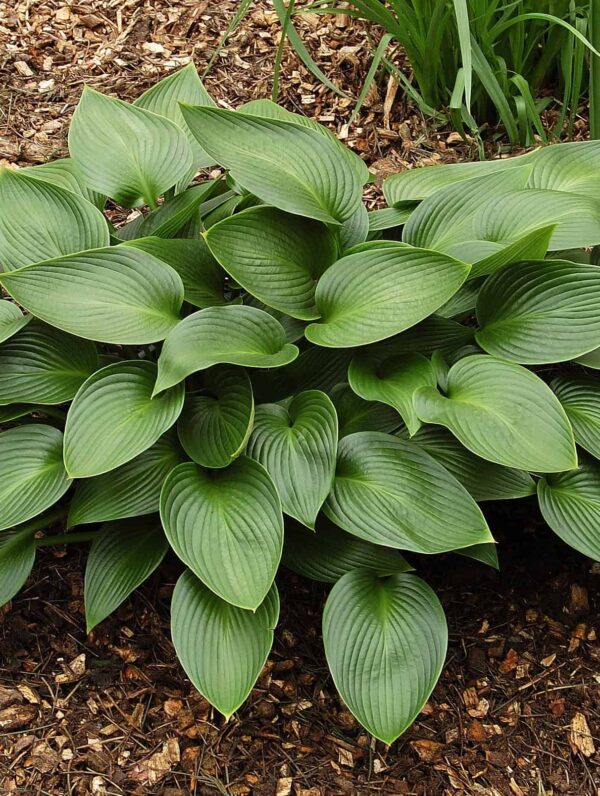 Hosta Devon Green
