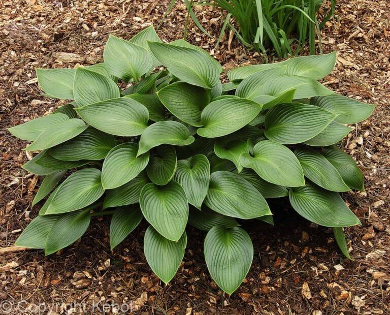 Hosta Devon Green